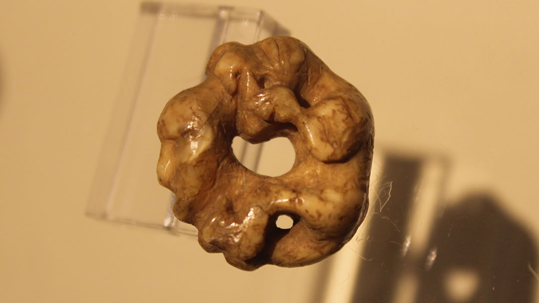 Walrus Ivory amulet in Orkney Museum 