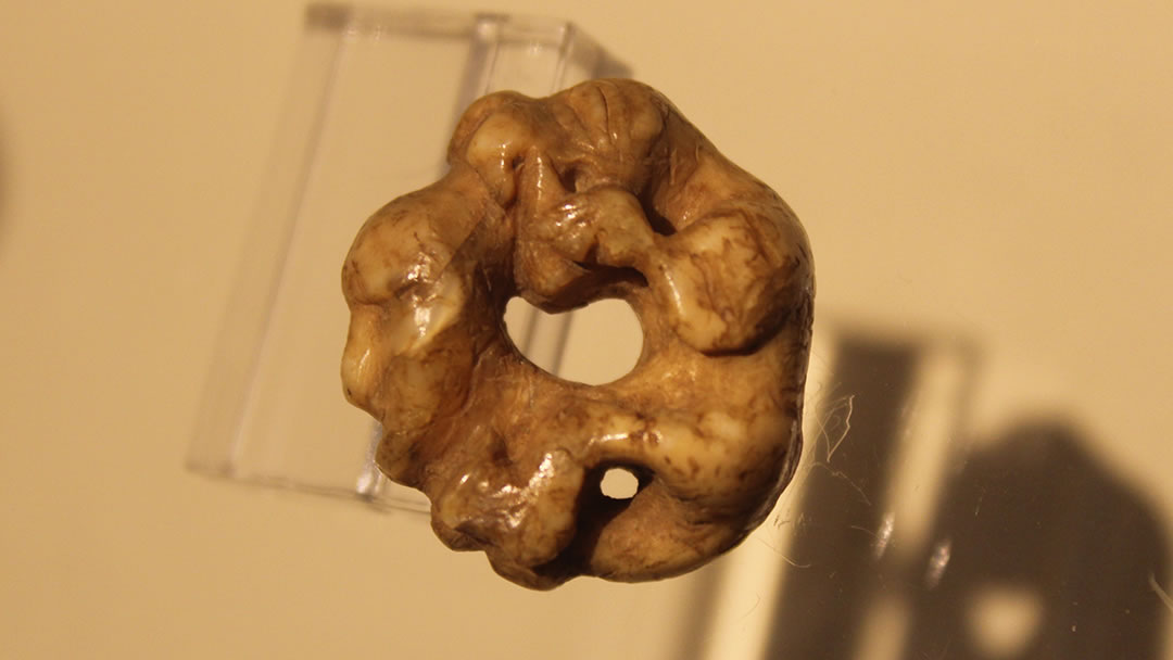 Walrus Ivory amulet in Orkney Museum