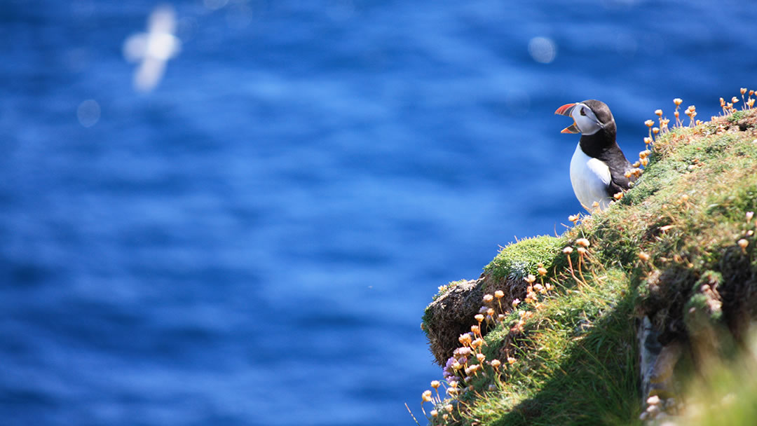 Puffin at Sumburgh Head, Shetland