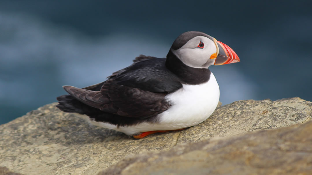 Puffin at the Brough of Birsay, Orkney