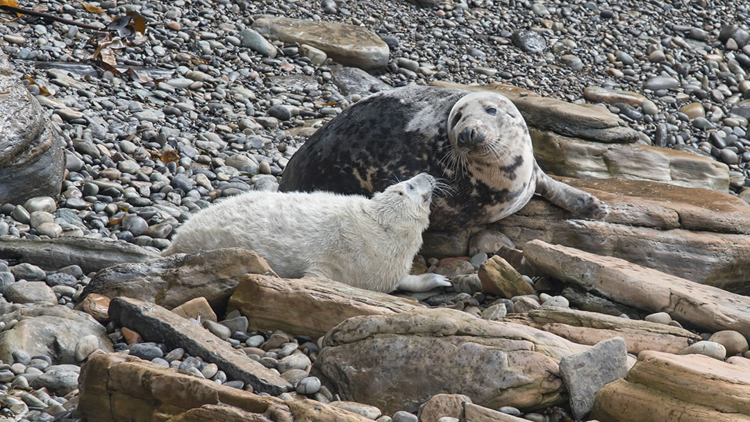 Seals at Burwick in Orkney