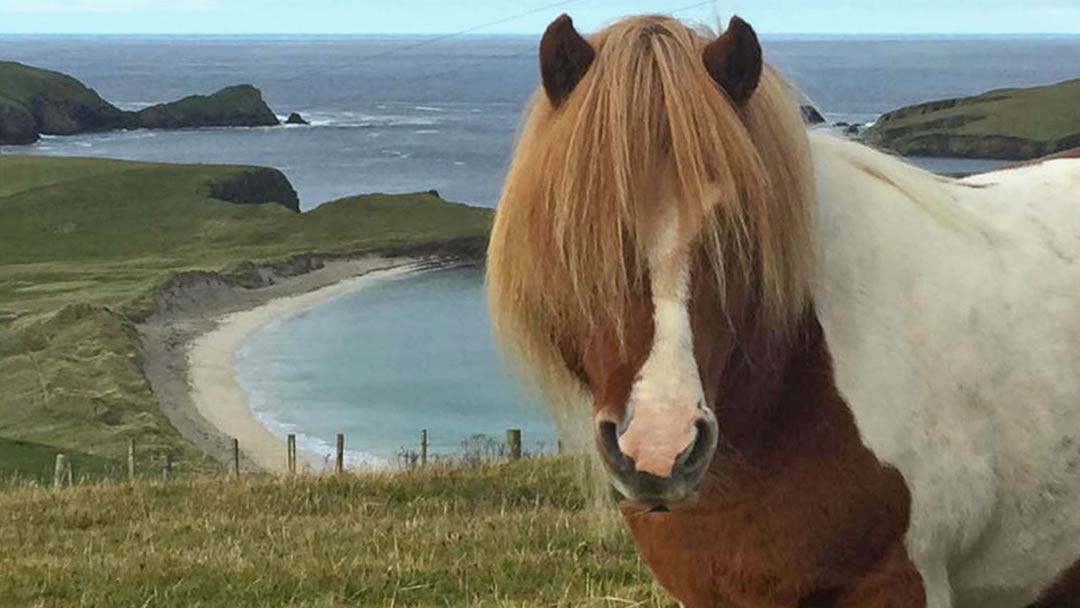 Shetland ponies bred in the Shetland islands
