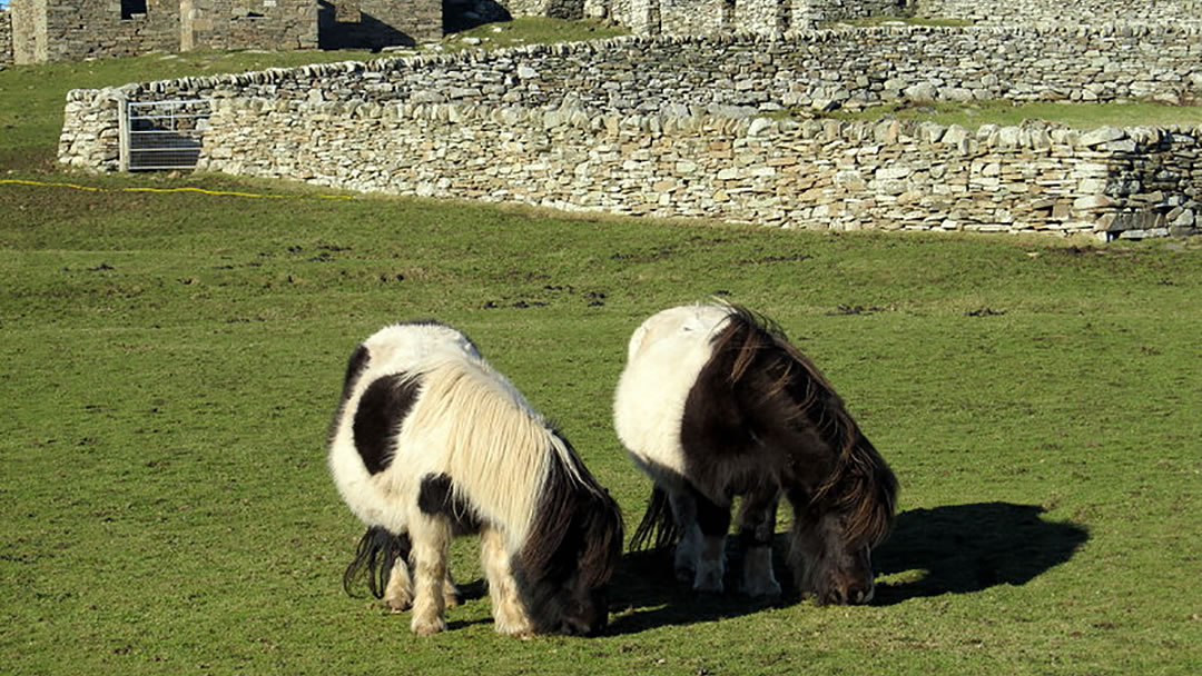 Shetland ponies grazing