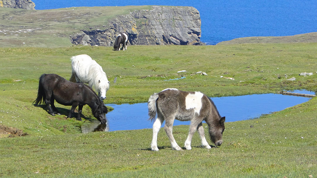 Shetland Ponies, with Pippa in the foreground