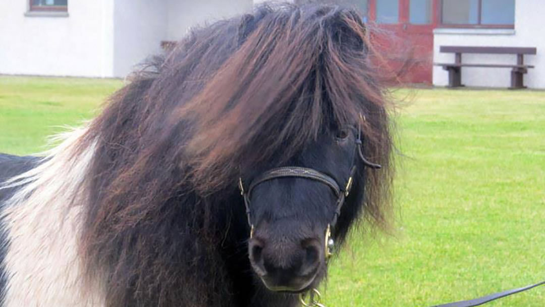 Shetland Pony Breeders Association