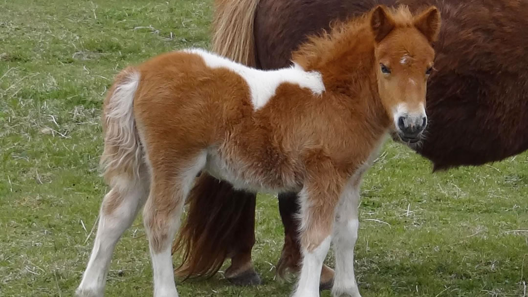 Shetland pony foal and mother