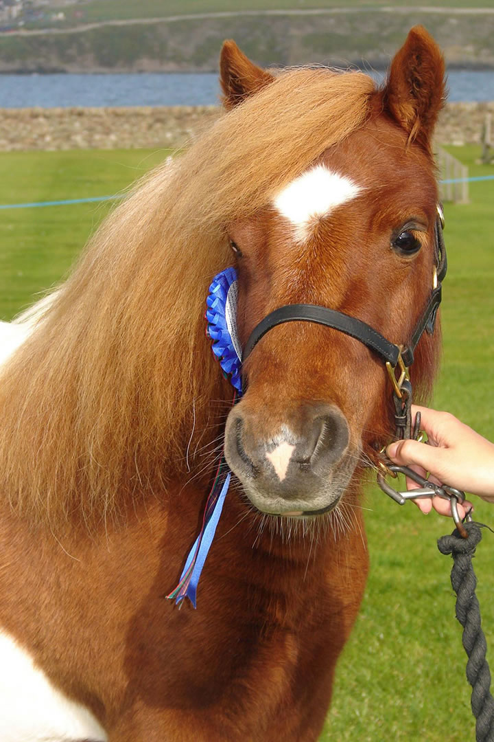 Showing a Shetland pony