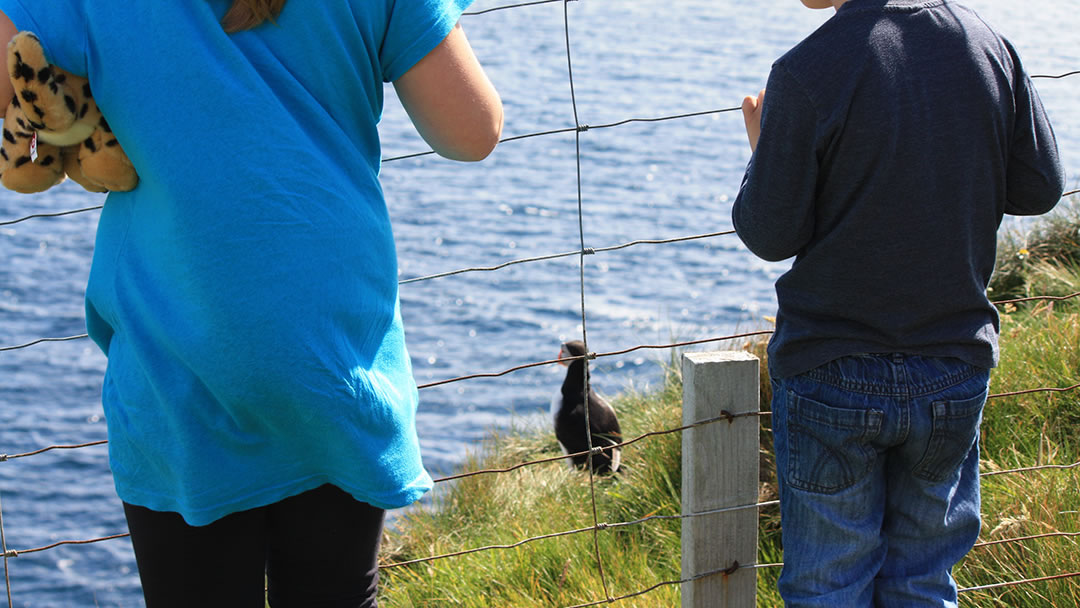 Getting close to a puffin at Sumburgh Head, Shetland