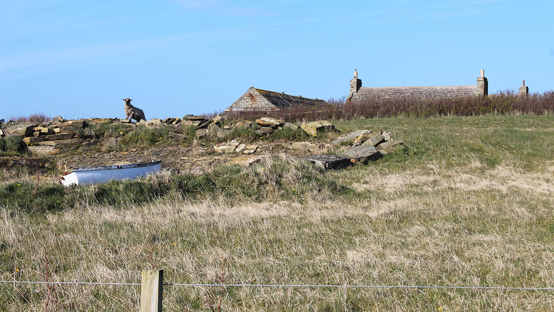 Wyre farm and a watchful sheep