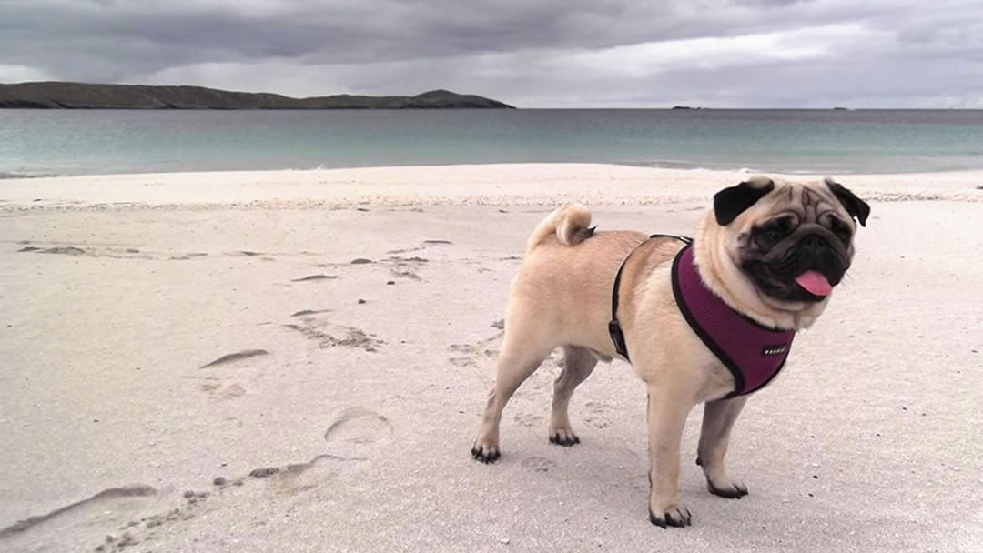 Dougal on St Ninians Isle