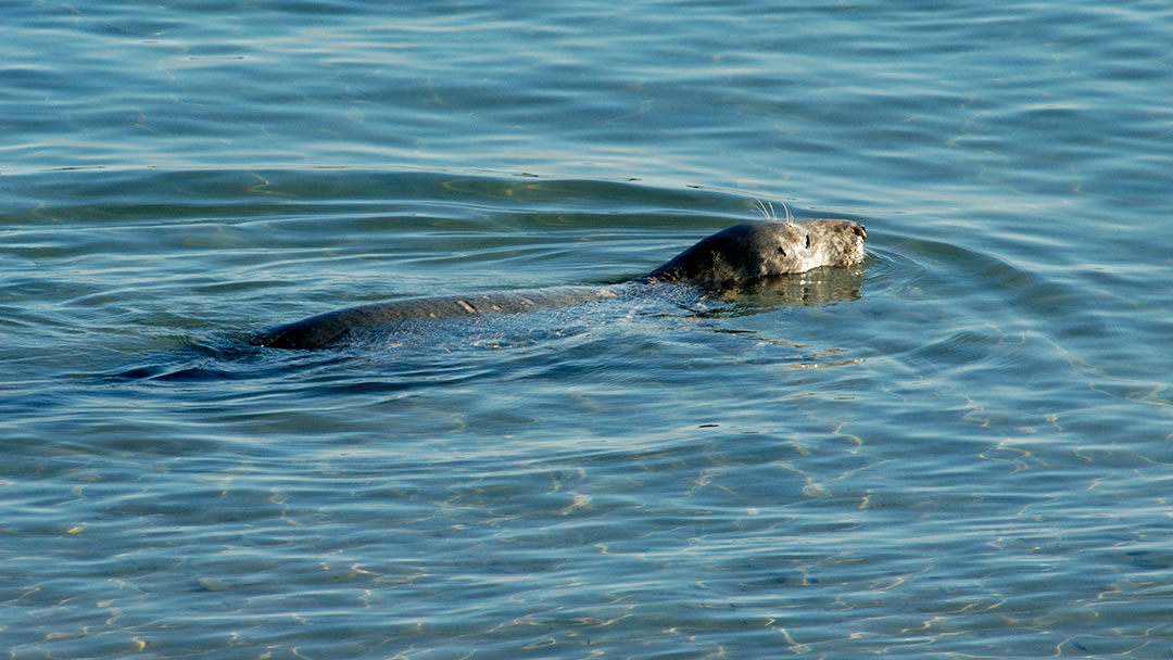 Grey seal in Shetland