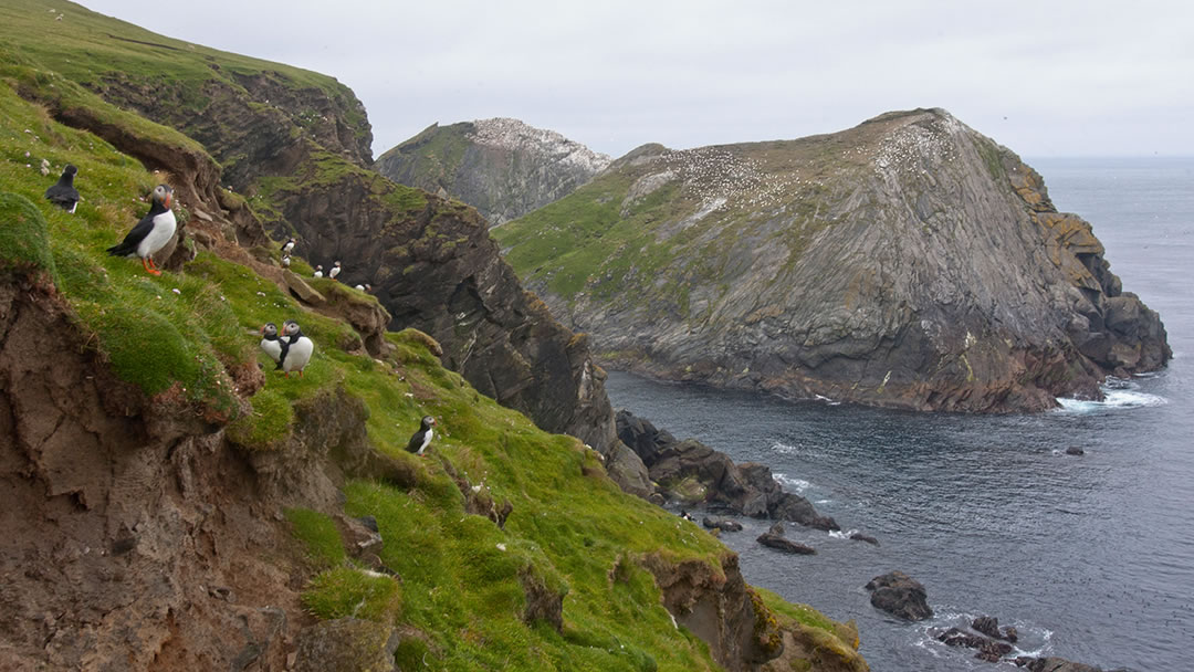 Hermaness in Unst, Shetland