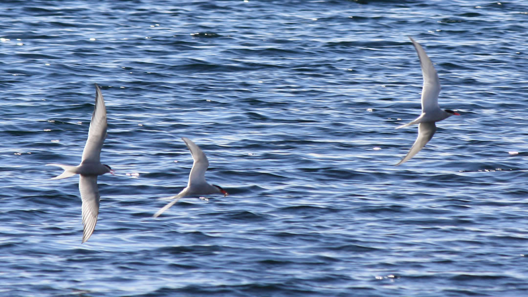Arctic terns in Mousa