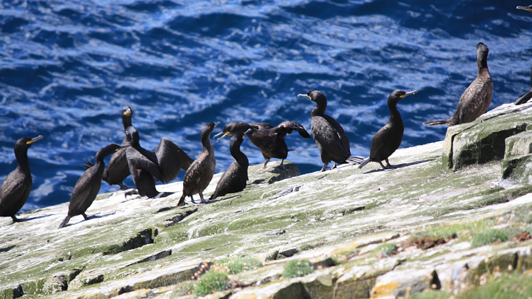 Cormorants on the island of Mousa, Shetland