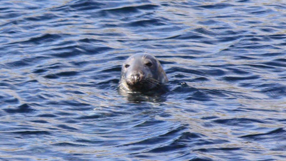 Seal seen off Mousa in Shetland
