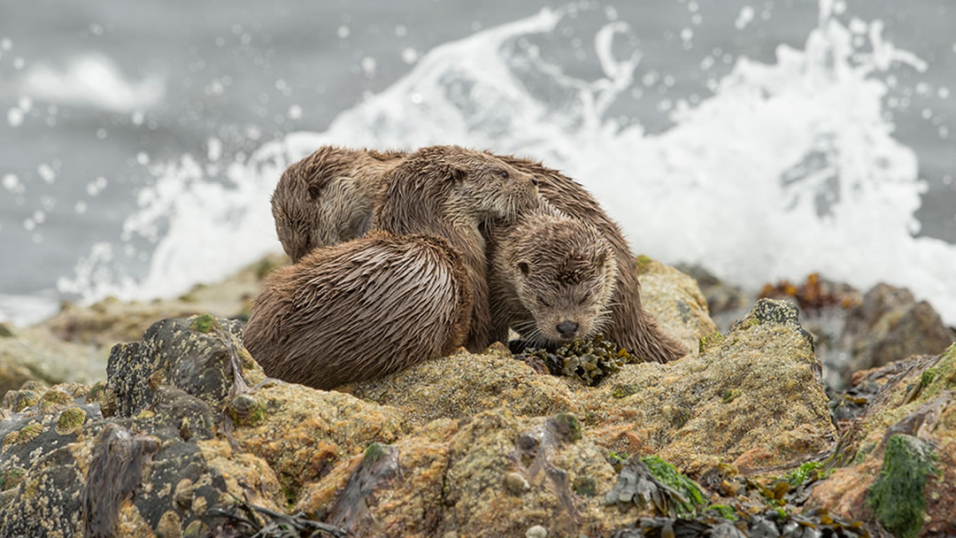 Otters in Shetland