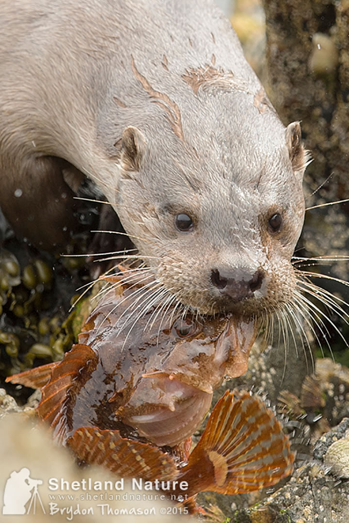 Otter eating a scorpion fish