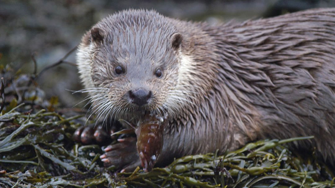 Otter in Shetland 