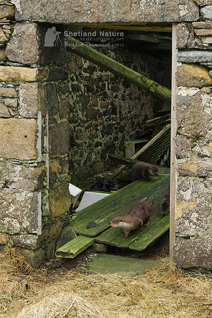 Otter family leaving a ruined barn