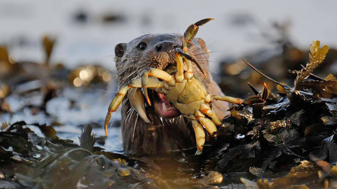 Otter with crab