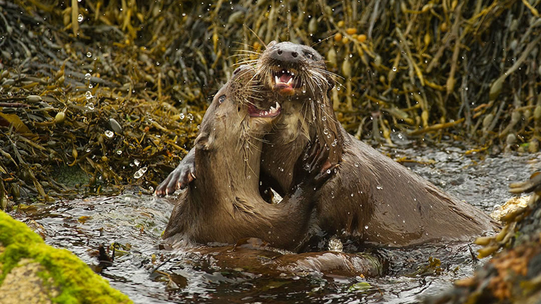 Otters at play