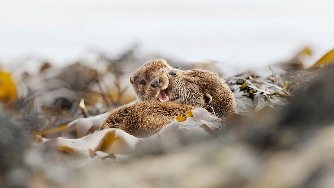 Otters play-fighting