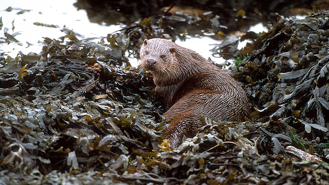 Otters in Shetland