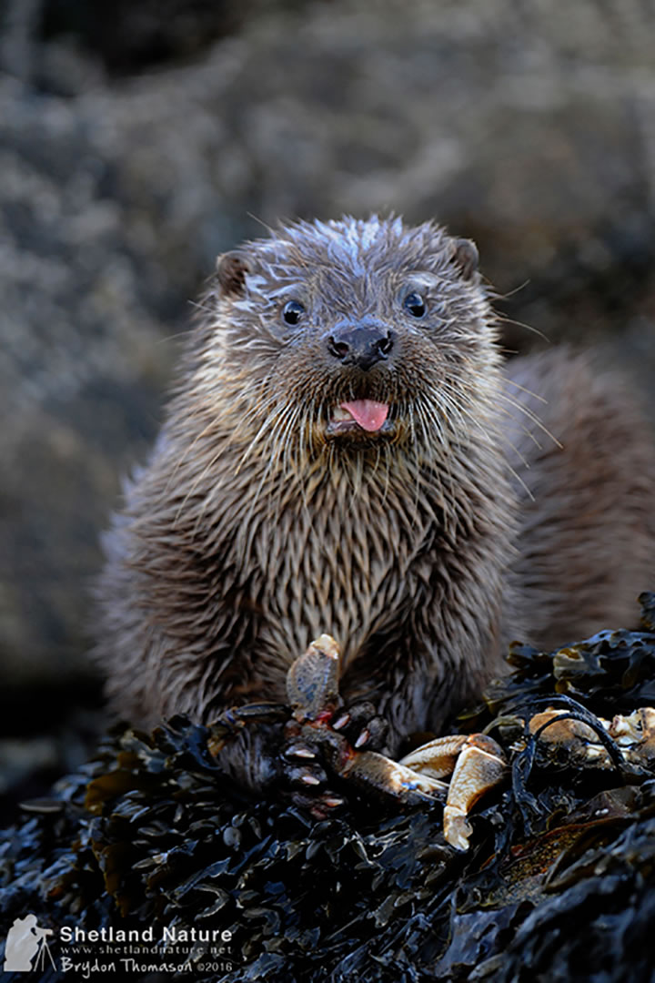 Otter cub with velvet crab