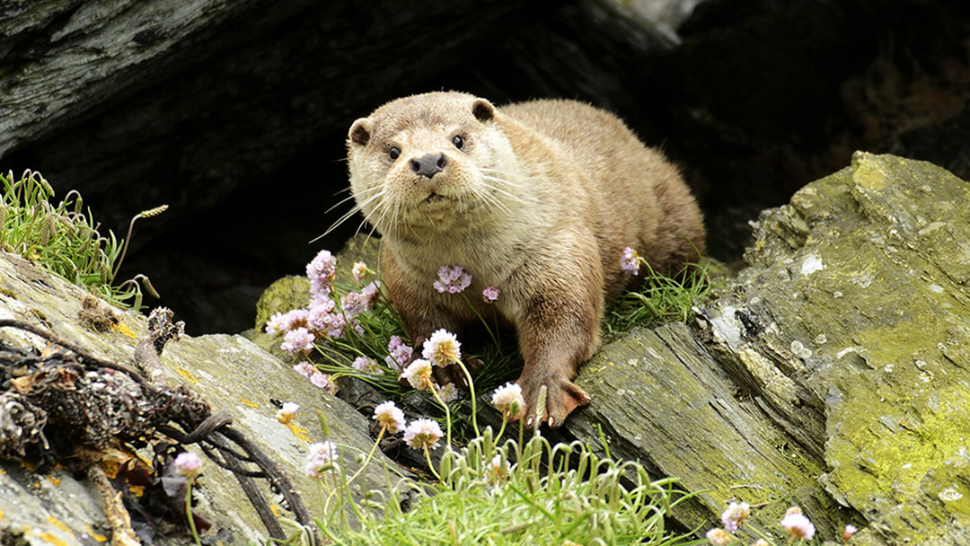 Otter dog awakening at lie up