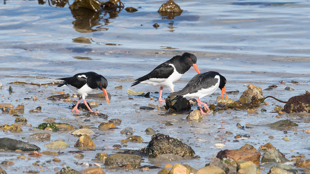 Oyster catchers at Scapa Beach, Orkney