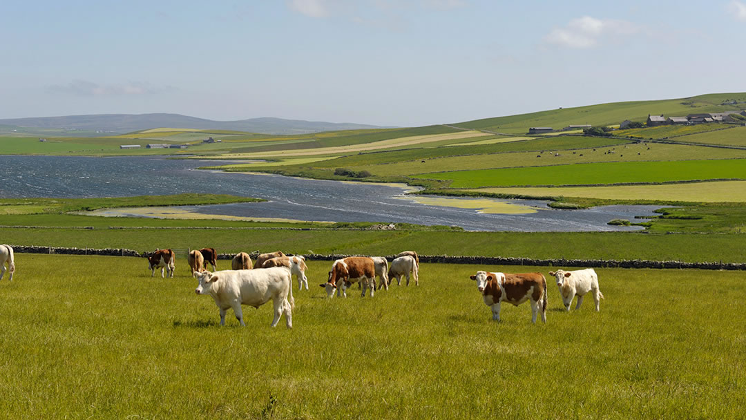 Farmland at Quholm, Sandwick, Orkney