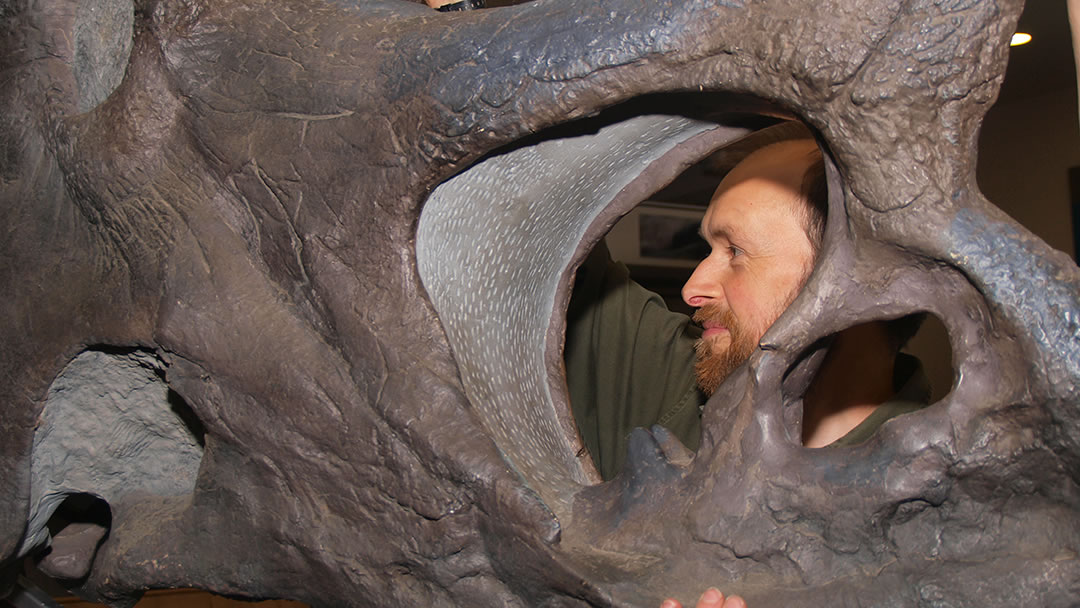 Ian Tait with a dinosaur skull at the Shetland Museum and Archives