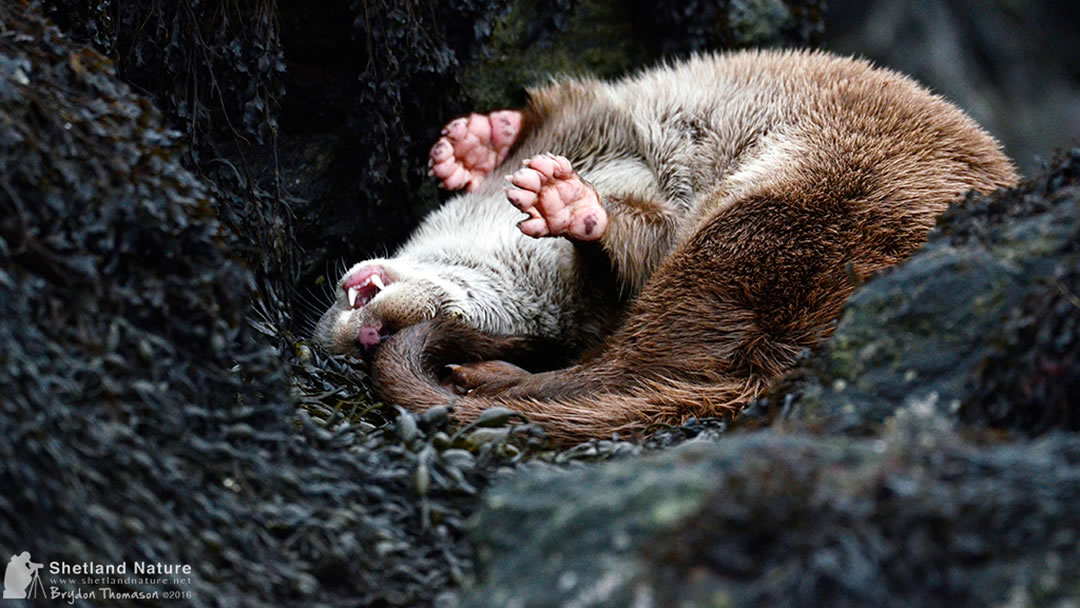 Otter awakening