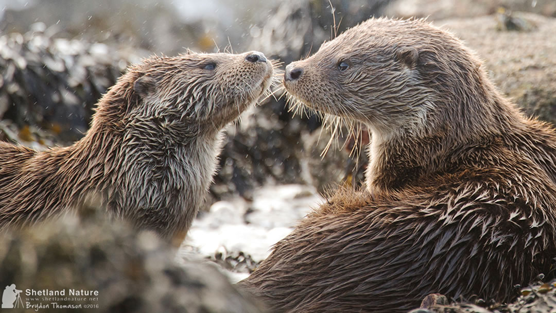 Shetland otter couple