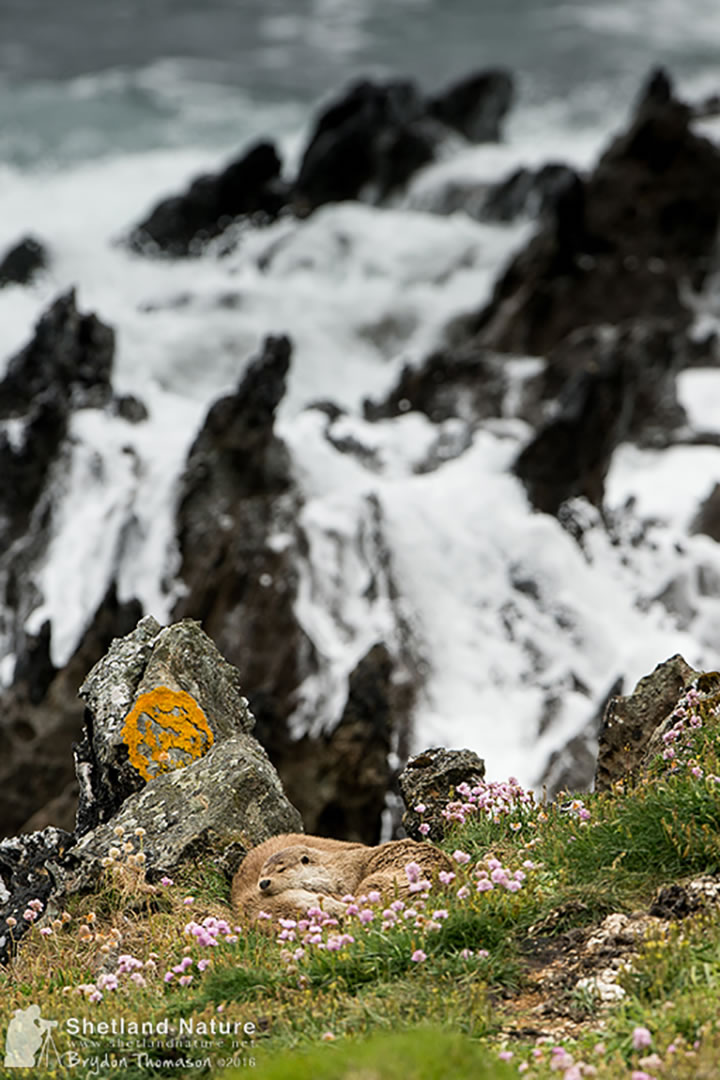 Shetland otters on the shoreline