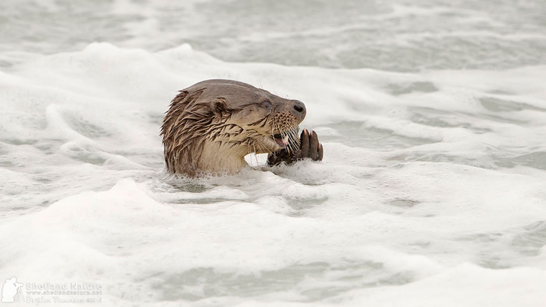 Shetland otter in the spindrift