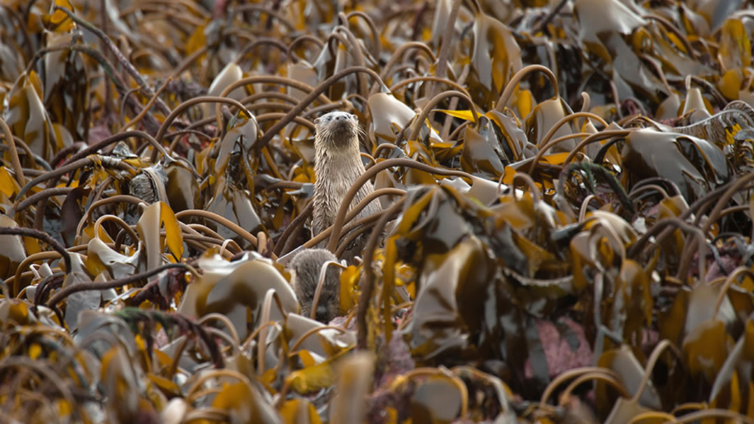 Shetland otter in seaweed