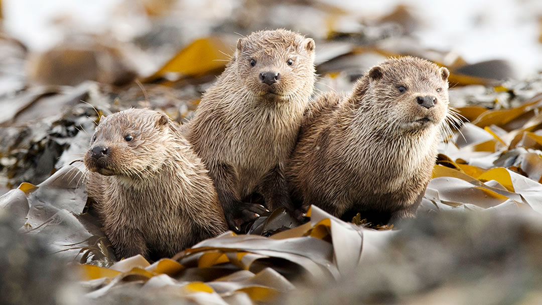 Otter family