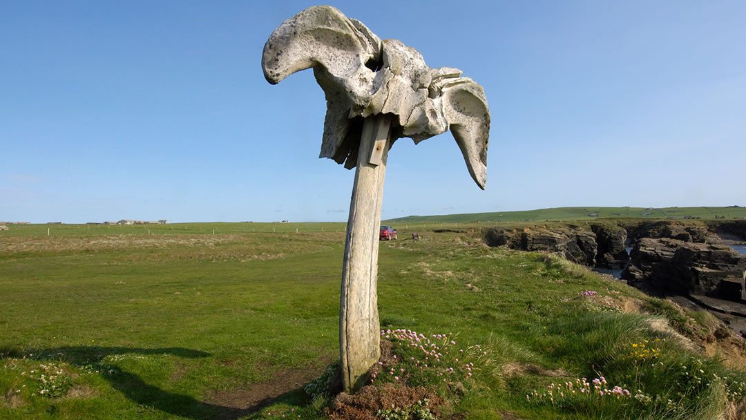 The Birsay Whalebone