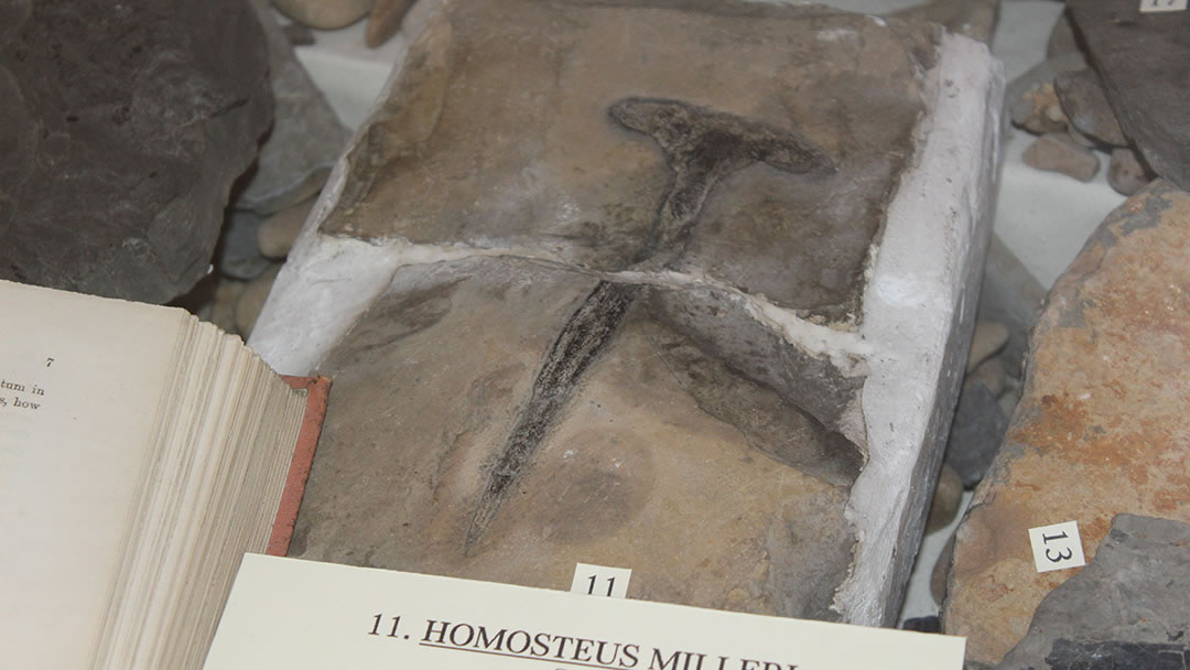 Hugh Miller fossil at Stromness Museum, Orkney