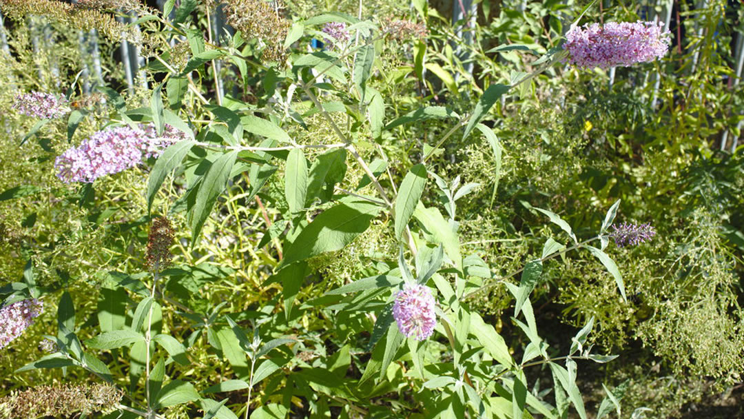 Buddleja davidii