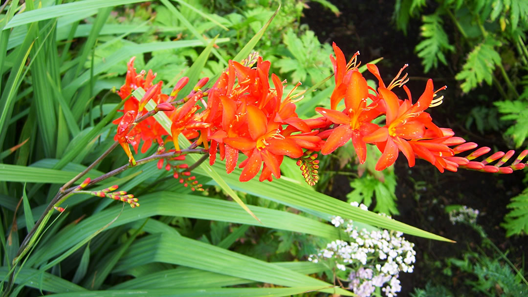 Crocosmia