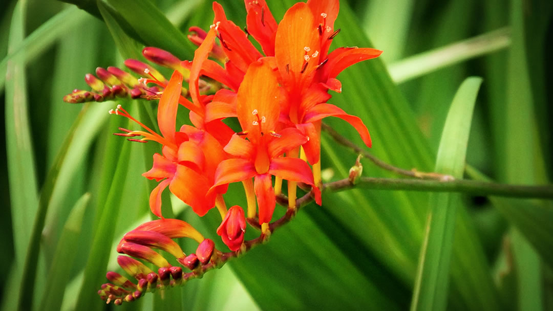 Crocosmia 'Lucifer'