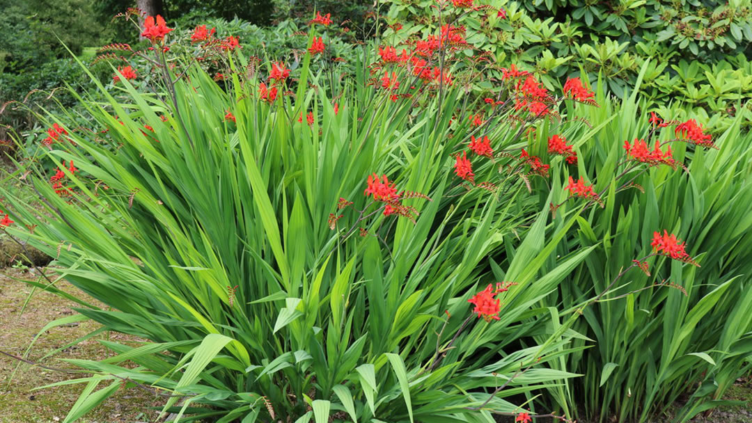 Crocosmia