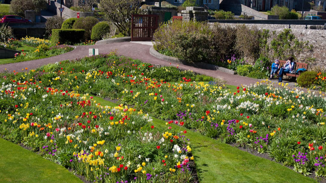 Flowers in Lerwick, Shetland