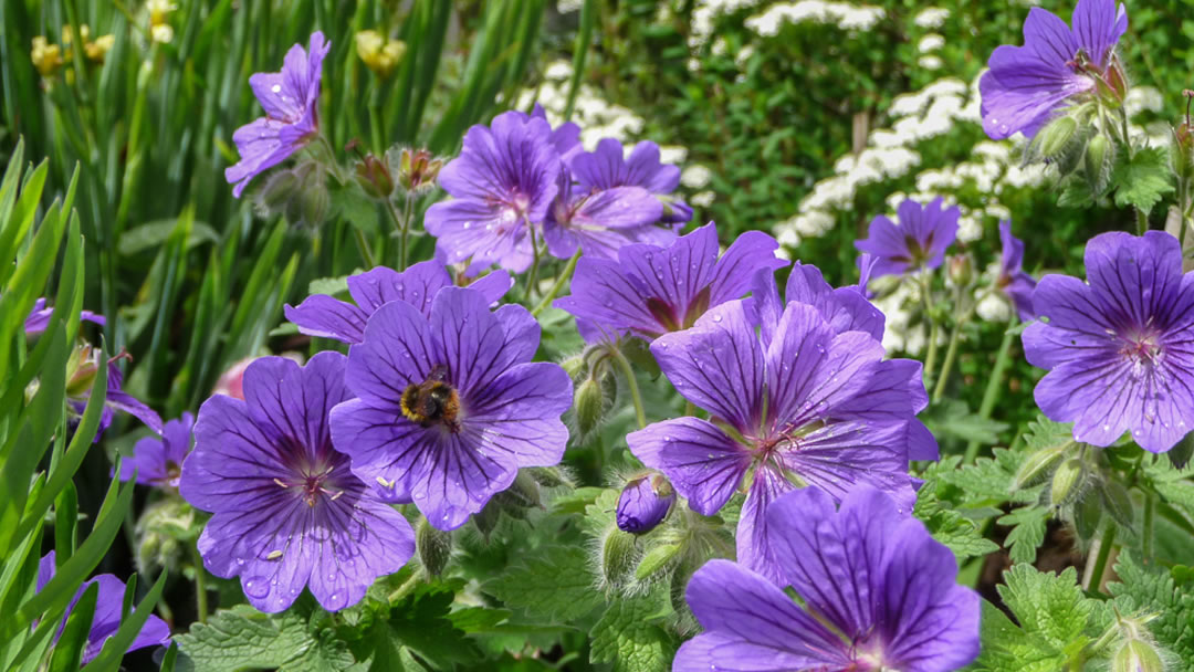 Geraniums with a bee