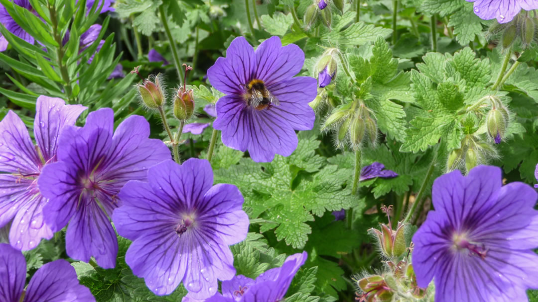 Geraniums with bee