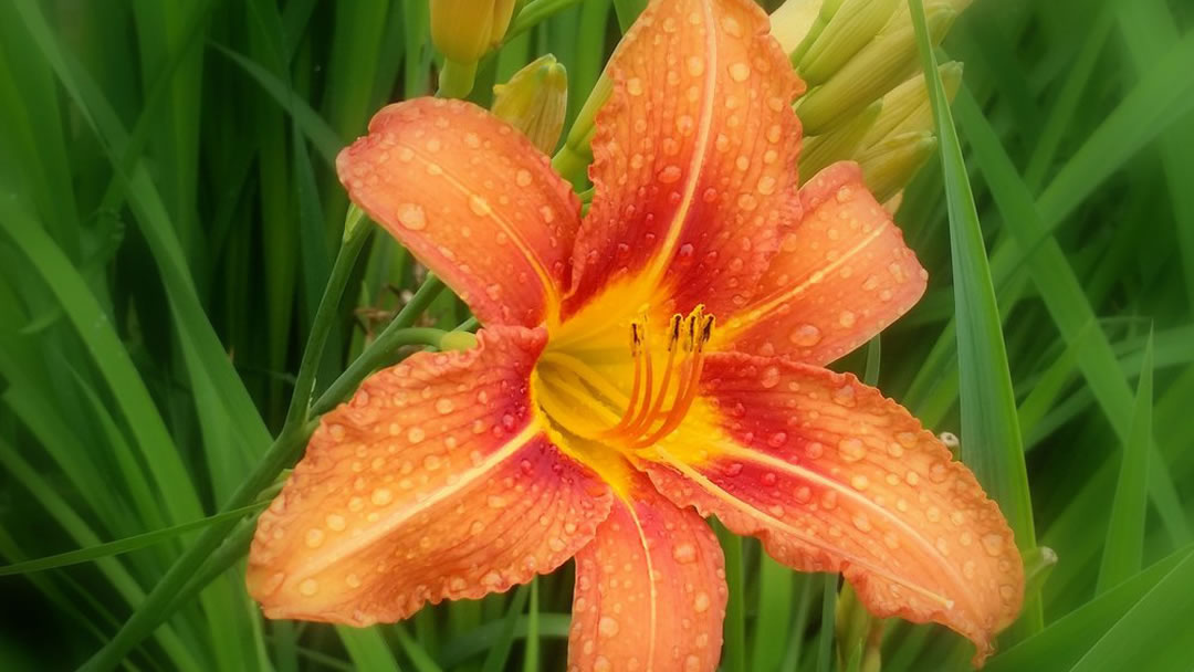 Hemerocallis fulva, Day Lily