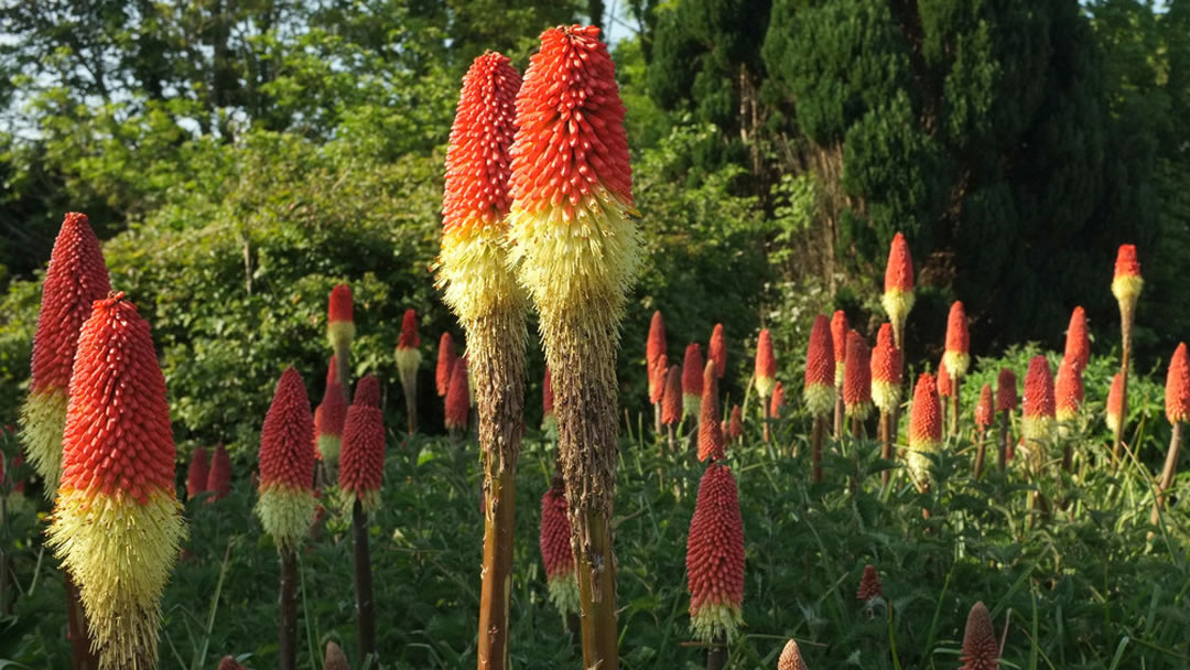 Red-hot pokers (Kniphofia)