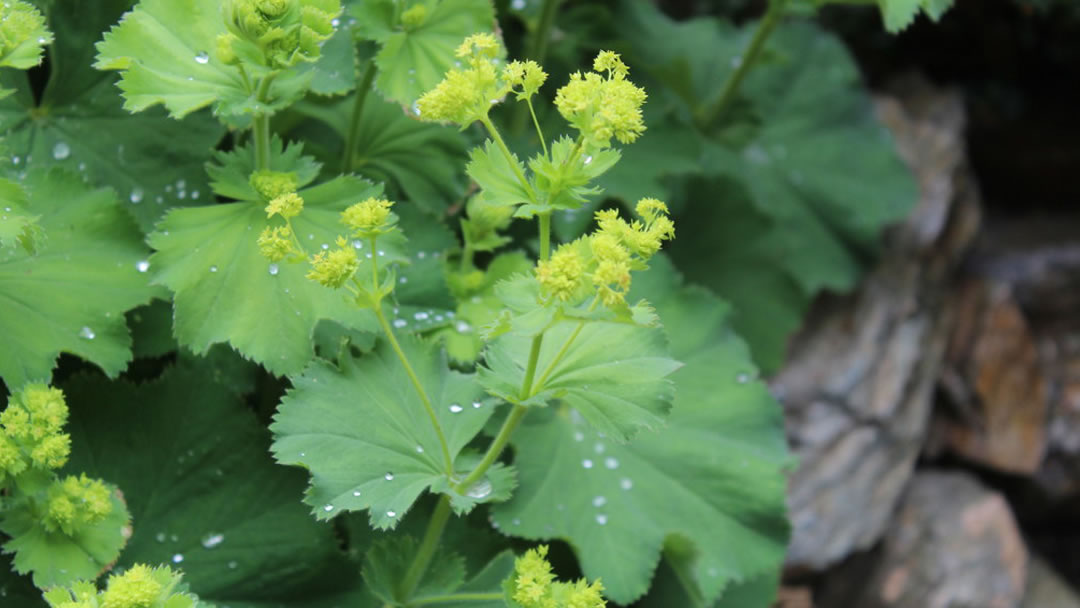 Lady's mantle (Alchemilla mollis)